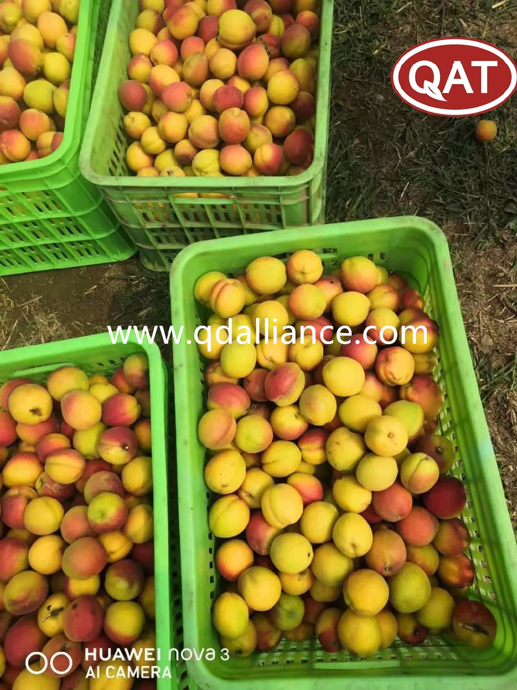 Hot Sale Bulk IQF Fruits Frozen Apricot Halve with High Quality