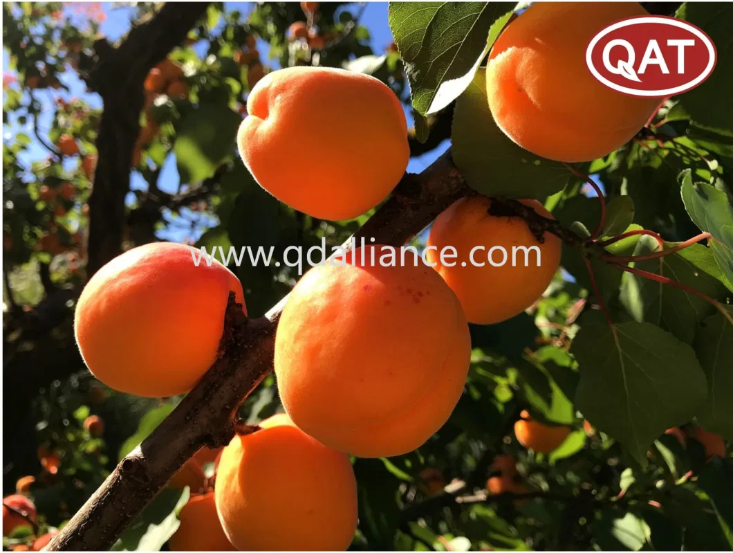 Wholesale Bulk IQF Fruits Frozen Apricot Halve for Exporting From China Supplier