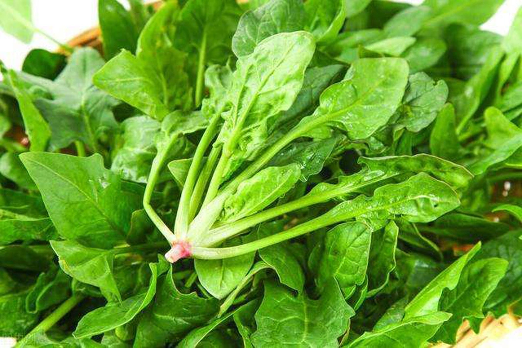 High Quality IQF Chopped Spinach 3/8&quot;, Frozen Spinach Chop