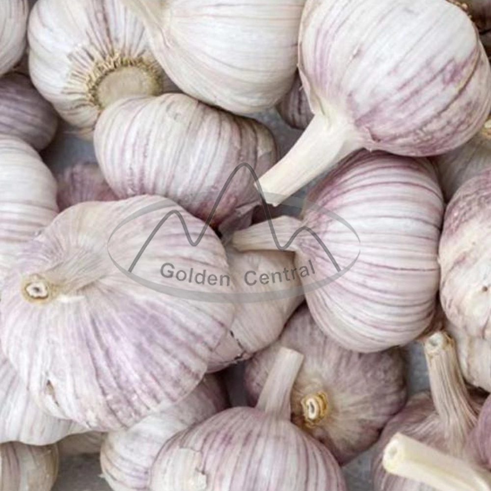 Exporting Garlic Peeled Garlic Frozen Vacuum Packed Peeled Garlic