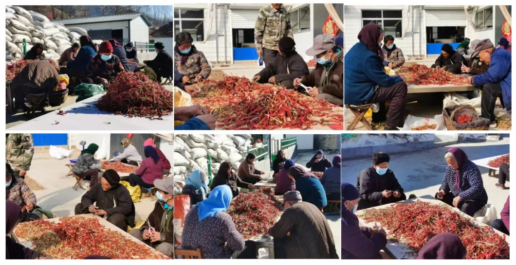 Frozen Chilli Comes From Frozen Vegetables Exported From China, Including Diced Chilli, Pieces of Chilli and Strips of Chilli