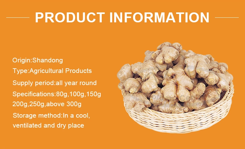 Shandong Fresh Frozen Ginger Good Quality Wholesale