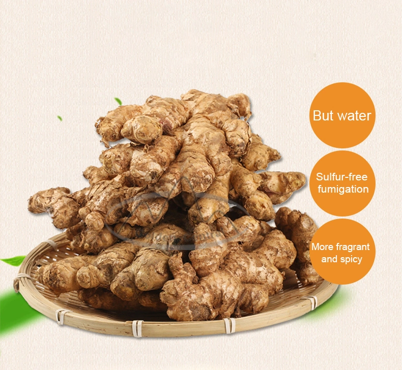 Shandong Fresh Frozen Ginger Good Quality Wholesale