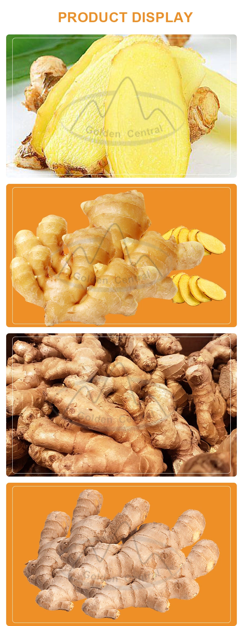 Shandong Fresh Frozen Ginger Good Quality Wholesale