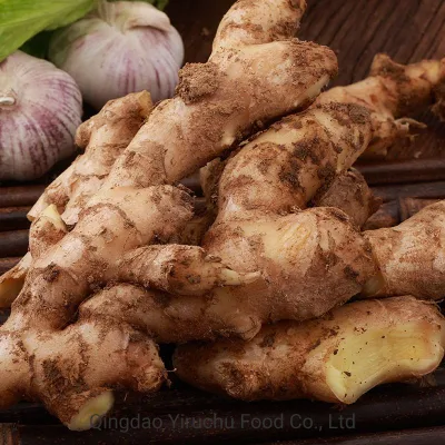 High Standard Frozen Peeled Ginger/Diced Ginger/Sliced Ginger