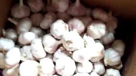 New Frozen Garlic Clove/ Dry Garlic Fresh Alho Hot Sale/ Bawang Putih